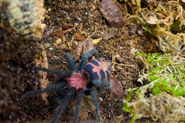 Rote Tigervogelspinne. Bei uns erhältlich. ZooAustria Terraristikshop