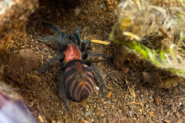 Cyclosternum Davus fasicatum Sling. ZooAustria Terraristikshop