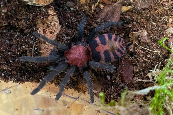 Vogelspinne Davus fasciatum Jungtier (Sling) bei uns erhältlich. ZooAustria Terraristikshop