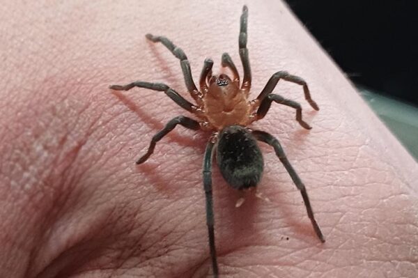 Zwergvogelspinne Bumba Horrida auf der Hand. Bei uns erhältlich ZooAustria Terraristikshop Wien